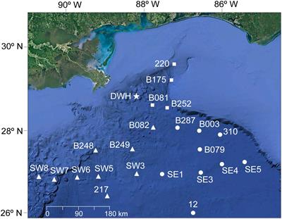 Temporal Variability of Polycyclic Aromatic Hydrocarbons in Deep-Sea Cephalopods of the Northern Gulf of Mexico